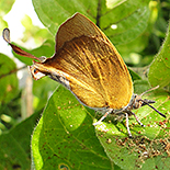 Myrina silenus